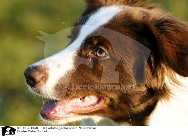 Border Collie Portrait / Border Collie Portrait / BS-01348