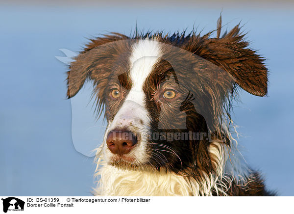 Border Collie Portrait / Border Collie Portrait / BS-01359