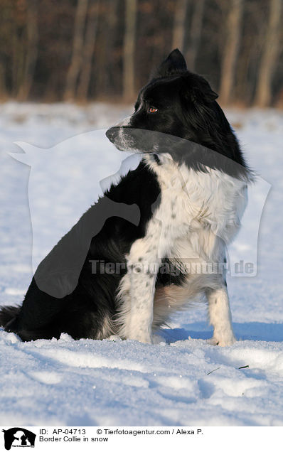 Border Collie im Schnee / Border Collie in snow / AP-04713