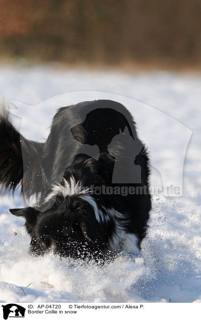 Border Collie im Schnee / Border Collie in snow / AP-04720