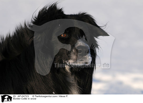 Border Collie im Schnee / Border Collie in snow / AP-04723