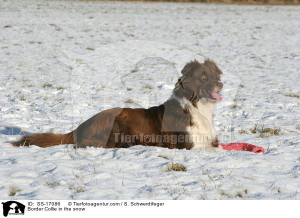 Border Collie im Schnee / Border Collie in the snow / SS-17086