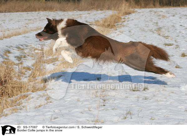 Border Collie springt im Schnee / Border Collie jumps in the snow / SS-17087