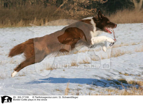 Border Collie spielt im Schnee / Border Collie plays in the snow / SS-17106