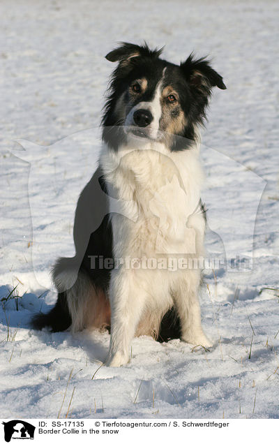 Border Collie in the snow / SS-17135