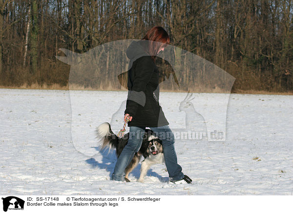 Border Collie macht Slalom durch die Beine / Border Collie makes Slalom through legs / SS-17148