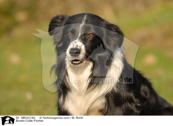 Border Collie Portrait / Border Collie Portrait / MR-02180