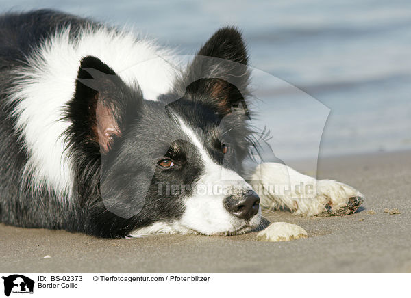 Border Collie / Border Collie / BS-02373