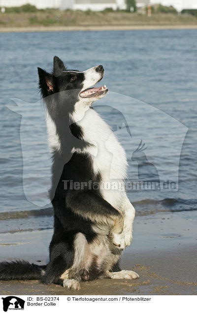 Border Collie / Border Collie / BS-02374