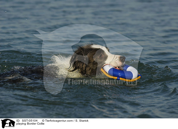 spielender Border Collie / playing Border Collie / SST-05104