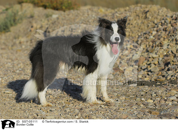 Border Collie / Border Collie / SST-05111