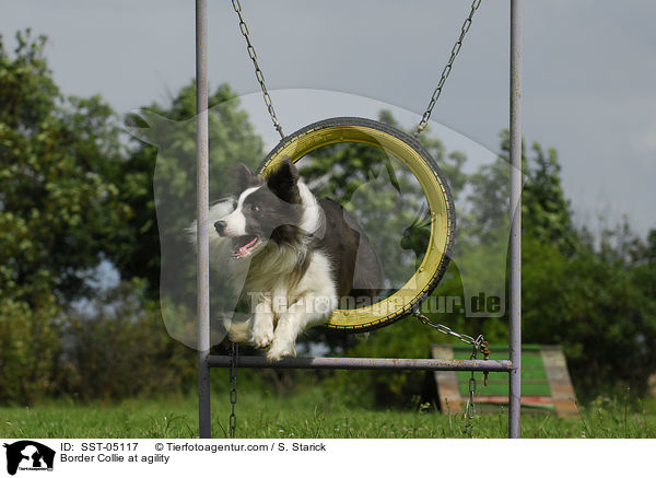 Border Collie beim Agility / Border Collie at agility / SST-05117