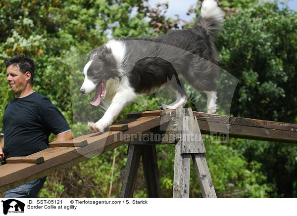 Border Collie beim Agility / Border Collie at agility / SST-05121