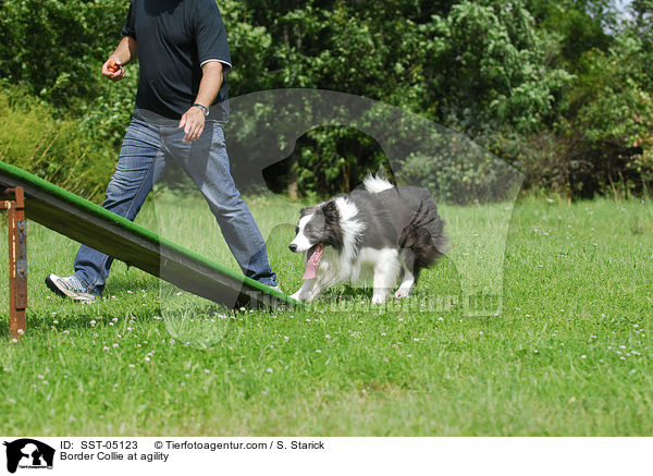 Border Collie beim Agility / Border Collie at agility / SST-05123