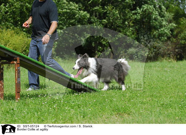 Border Collie beim Agility / Border Collie at agility / SST-05124