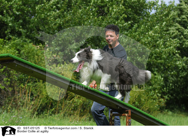 Border Collie beim Agility / Border Collie at agility / SST-05125