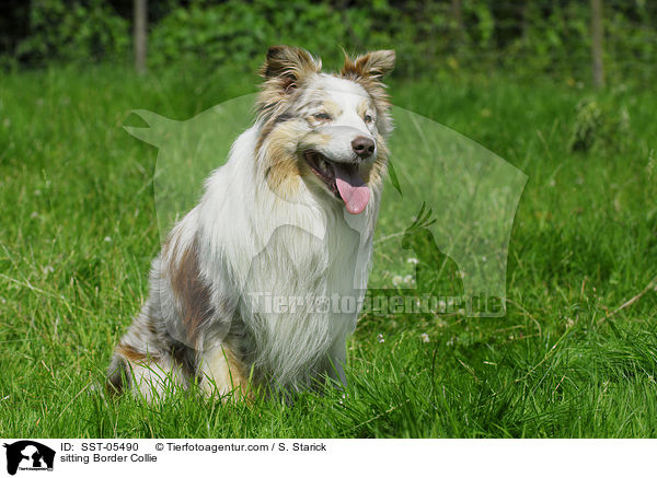 sitzender Border Collie / sitting Border Collie / SST-05490