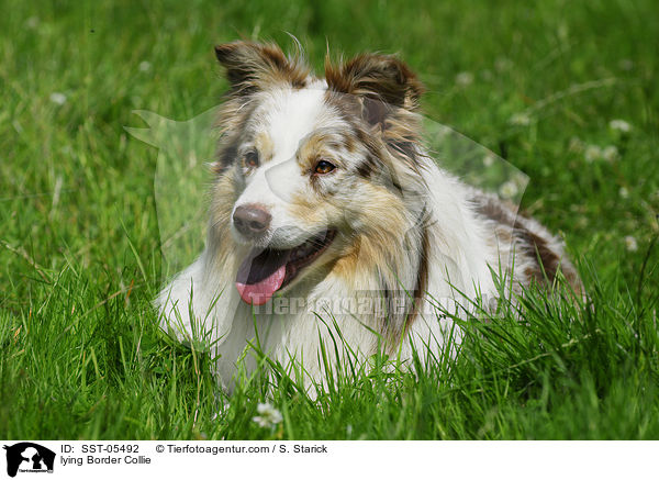 liegender Border Collie / lying Border Collie / SST-05492