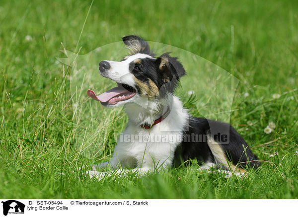 liegender Border Collie / lying Border Collie / SST-05494