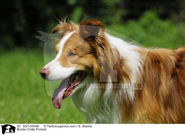 Border Collie Portrait / Border Collie Portrait / SST-05496