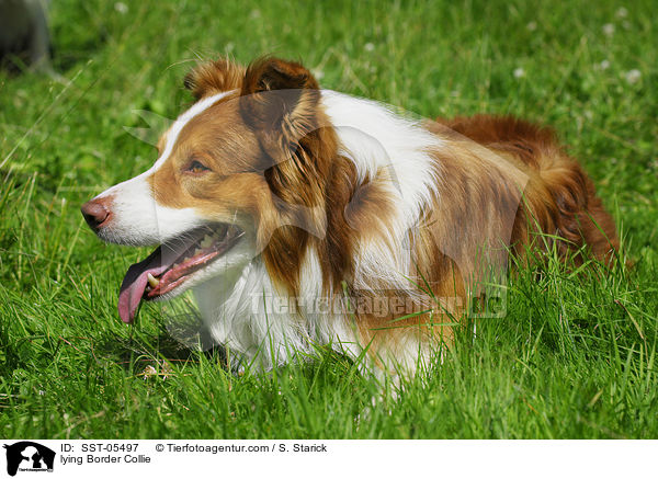 liegender Border Collie / lying Border Collie / SST-05497