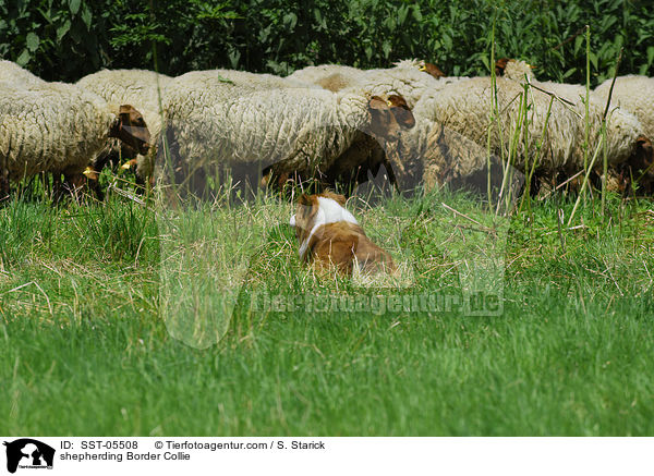 Border Collie htet Schafe / shepherding Border Collie / SST-05508