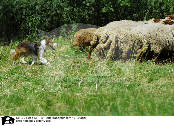 Border Collie htet Schafe / shepherding Border Collie / SST-05513