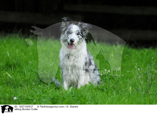 sitzender Border Collie / sitting Border Collie / SST-05537