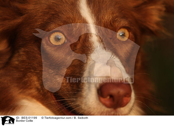 Border Collie / Border Collie / BES-01199