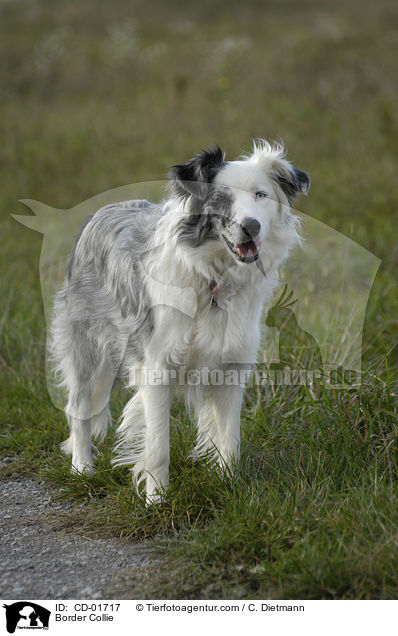 Border Collie / Border Collie / CD-01717