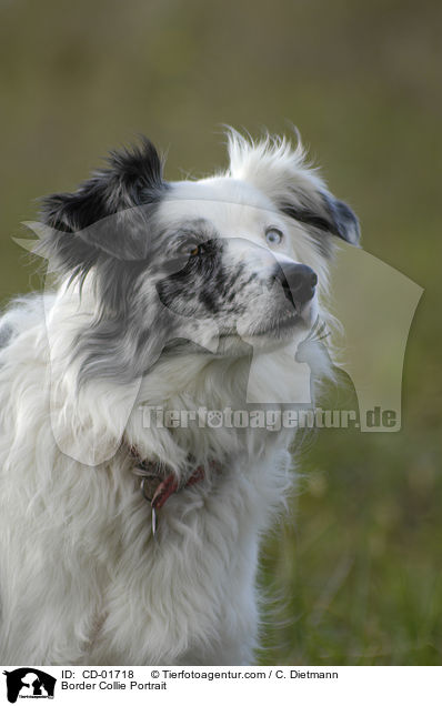 Border Collie Portrait / Border Collie Portrait / CD-01718