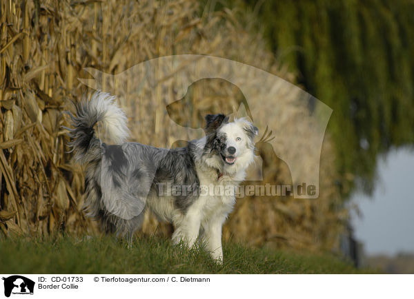 Border Collie / Border Collie / CD-01733