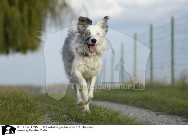 rennender Border Collie / running Border Collie / CD-01735