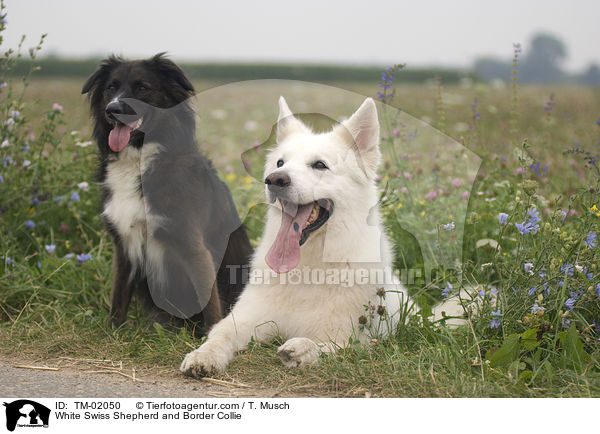 White Swiss Shepherd and Border Collie / TM-02050