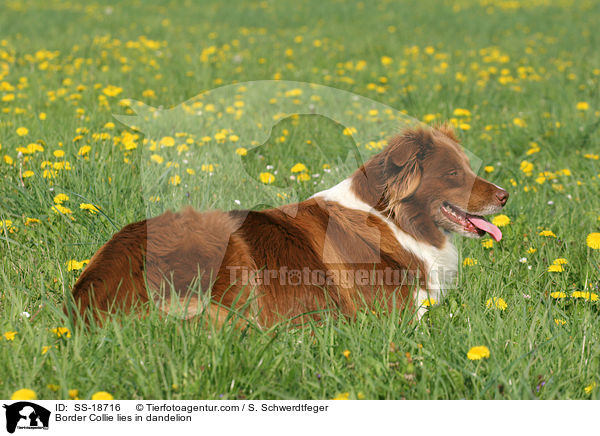 Border Collie liegt im Lwenzahn / Border Collie lies in dandelion / SS-18716