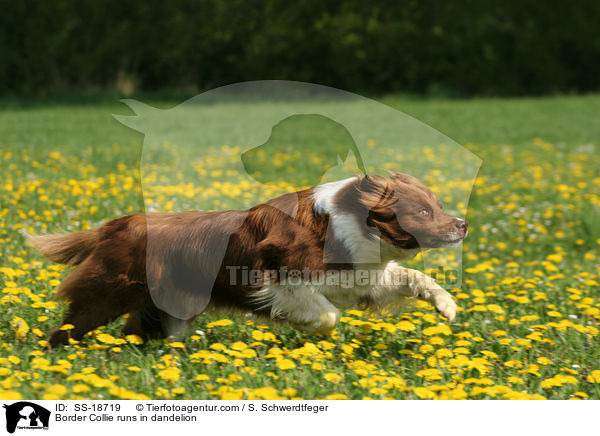 Border Collie rennt im Lwenzahn / Border Collie runs in dandelion / SS-18719