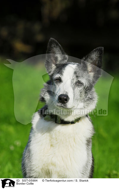 Border Collie / Border Collie / SST-05984