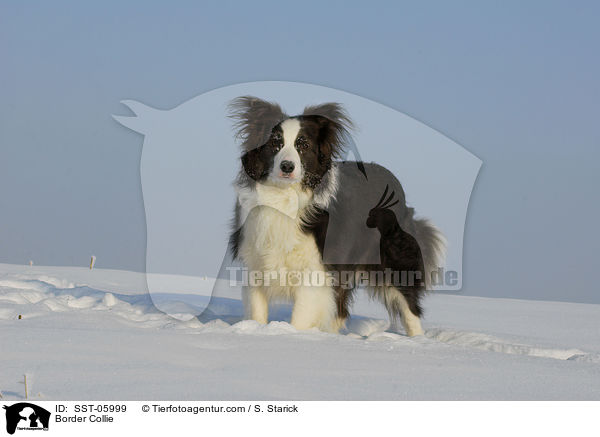 Border Collie / Border Collie / SST-05999