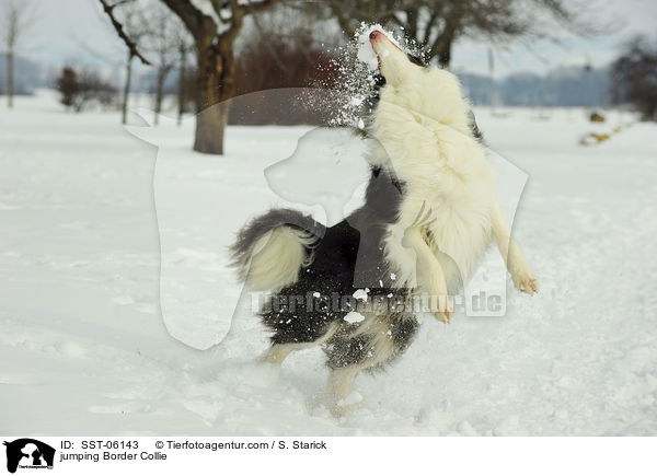 springender Border Collie / jumping Border Collie / SST-06143