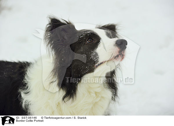 Border Collie Portrait / Border Collie Portrait / SST-06146