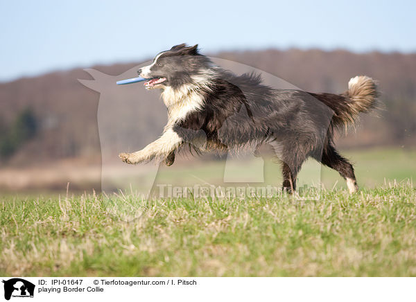 spielender Border Collie / playing Border Collie / IPI-01647