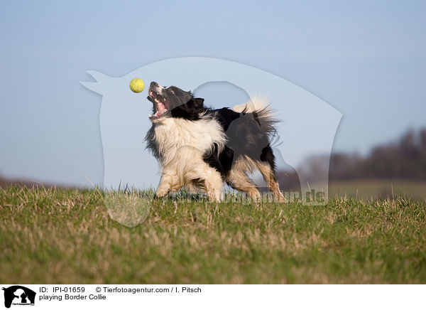 spielender Border Collie / playing Border Collie / IPI-01659