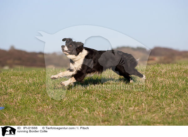 rennender Border Collie / running Border Collie / IPI-01666