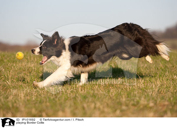 spielender Border Collie / playing Border Collie / IPI-01692