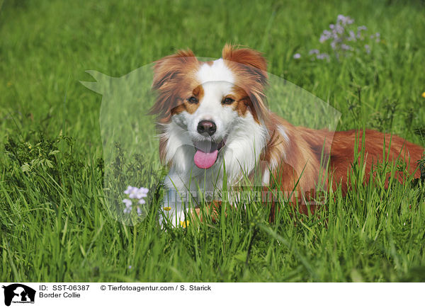 Border Collie / SST-06387