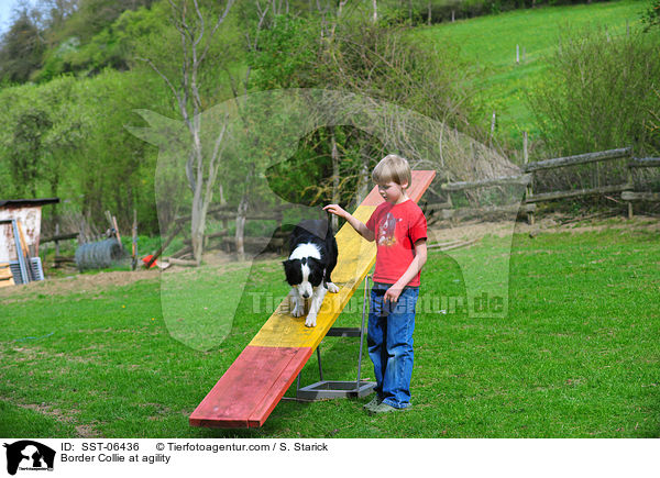 Border Collie beim Agility / Border Collie at agility / SST-06436