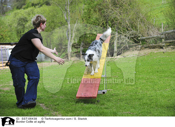 Border Collie beim Agility / Border Collie at agility / SST-06438