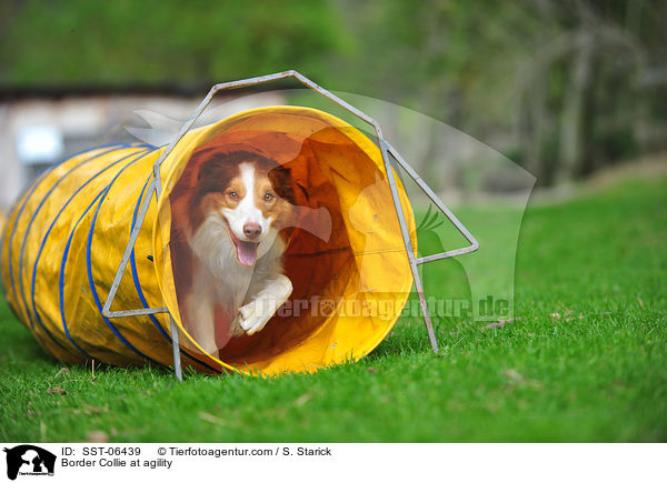 Border Collie beim Agility / Border Collie at agility / SST-06439