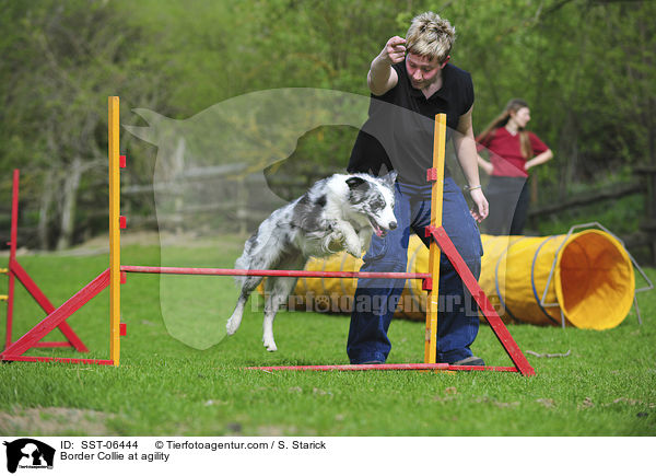 Border Collie beim Agility / Border Collie at agility / SST-06444