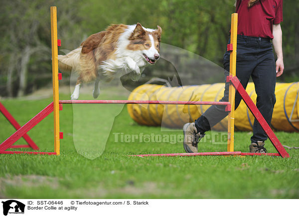 Border Collie beim Agility / Border Collie at agility / SST-06446